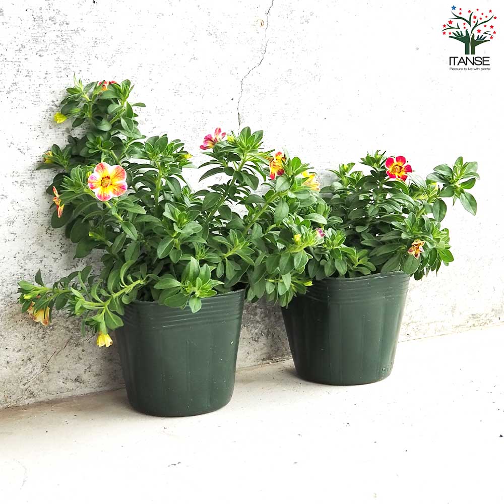 カリブラコア エミリ【花苗 3.5号】｜ 【植物のITANSE】全品送料