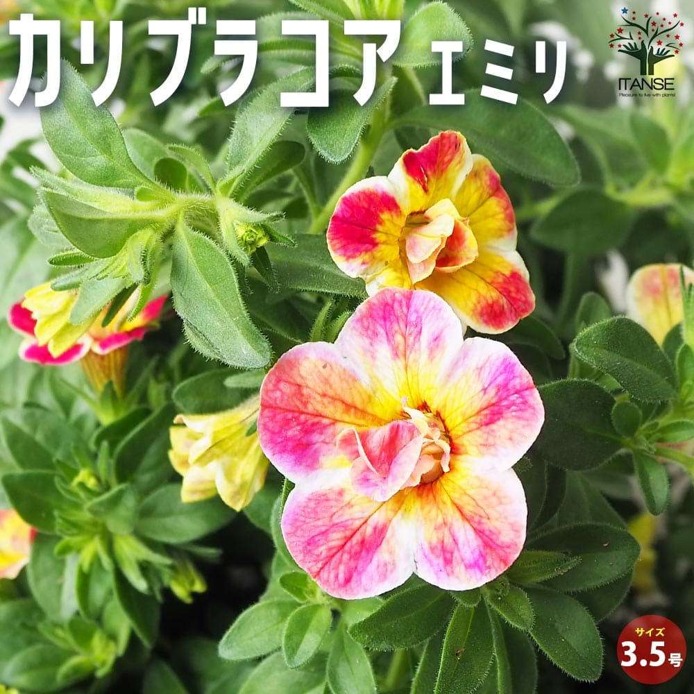 カリブラコア エミリ【花苗 3.5号】