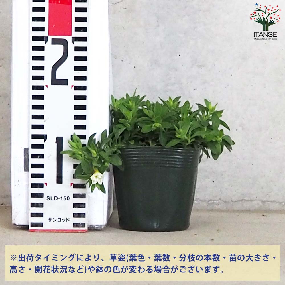 ご予約苗 カリブラコア スノープリンセス【花苗 3.5号】｜ 【植物のITANSE