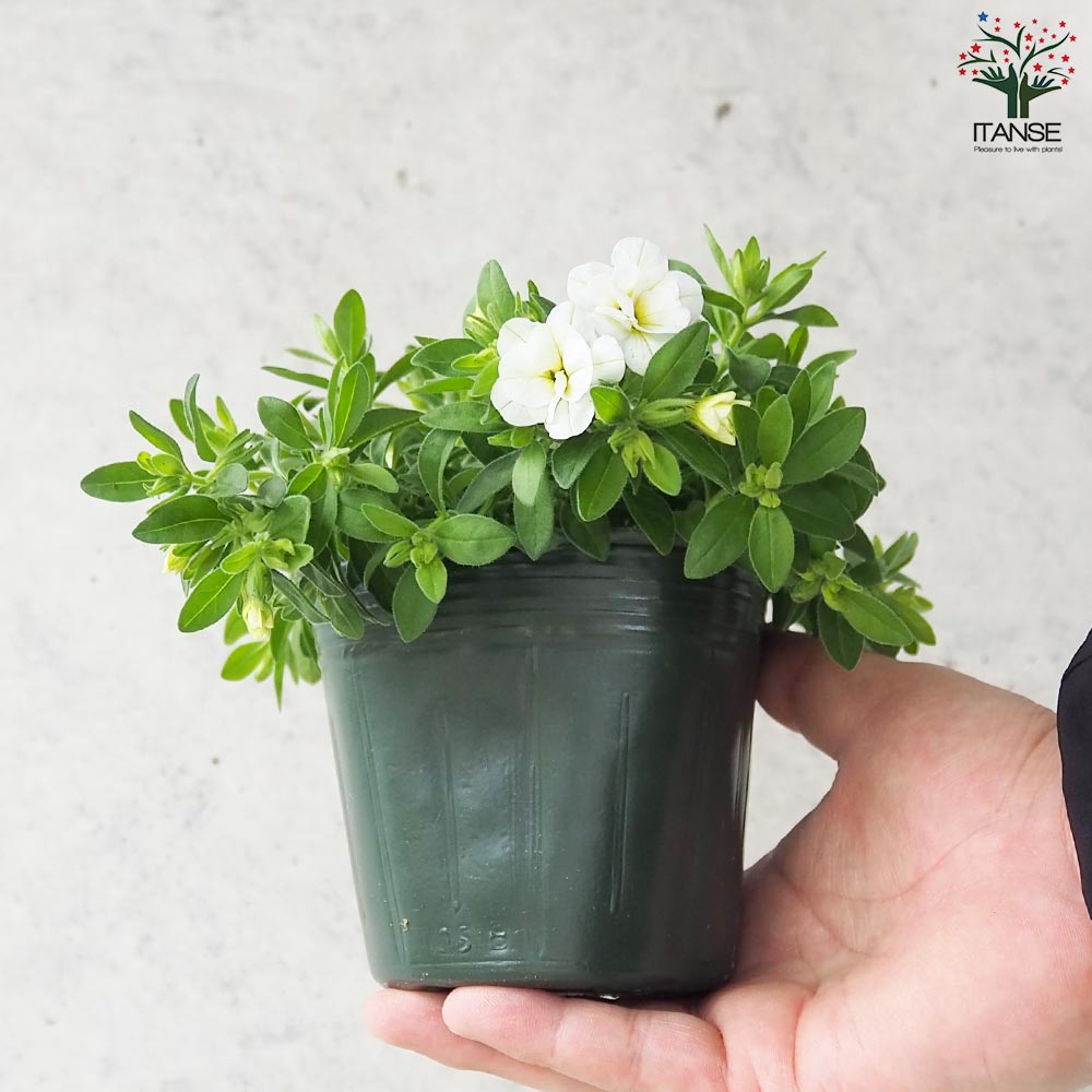 カリブラコア スノープリンセス【花苗 3.5号】｜ 【植物のITANSE