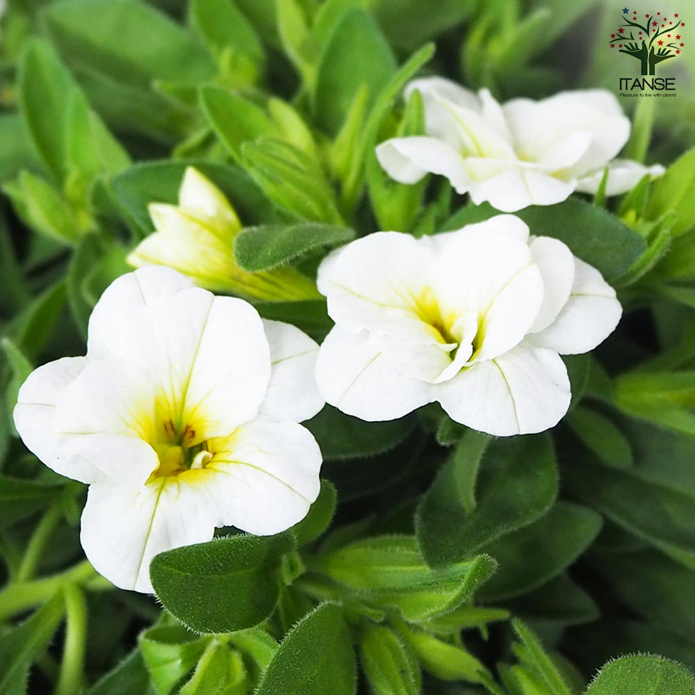 確認用  花苗 6401-6210701A1.jpg