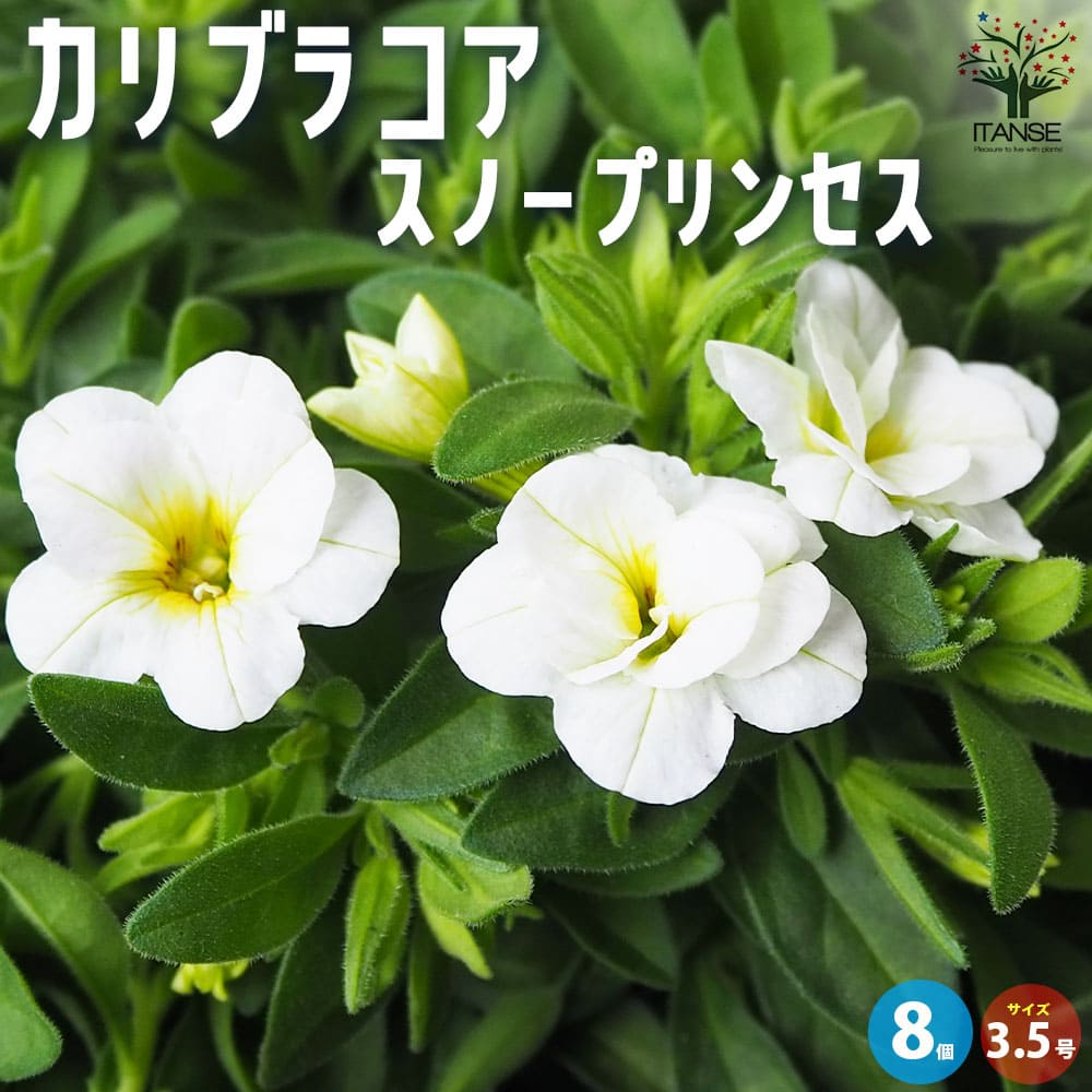 カリブラコア スノープリンセス【花苗 3.5号】