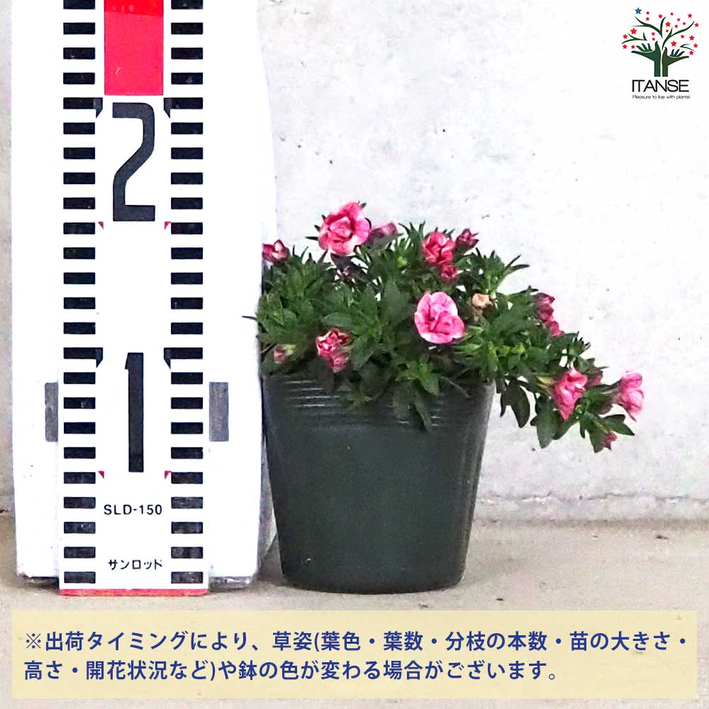 ゴリラピンク 000000001850_t8eaueD.jpg