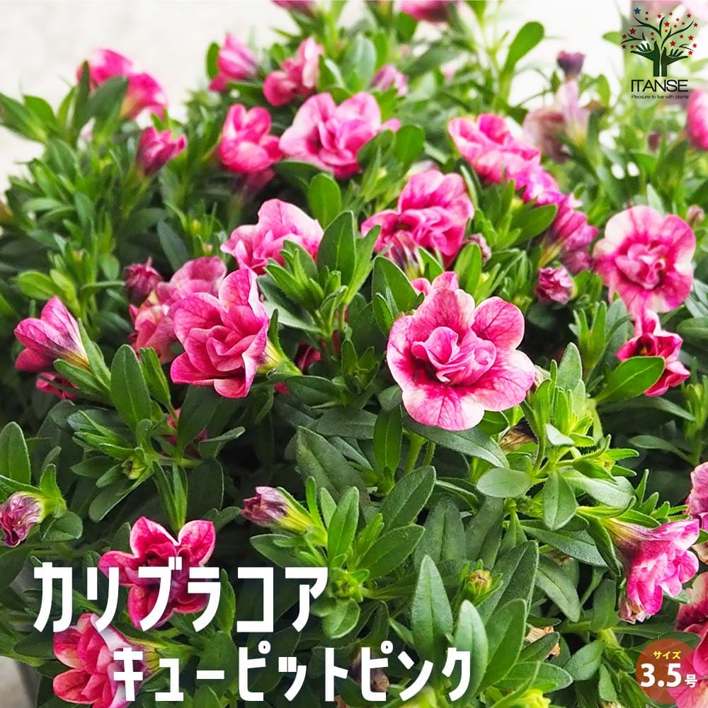 カリブラコア キューピットピンク【花苗 3.5号】