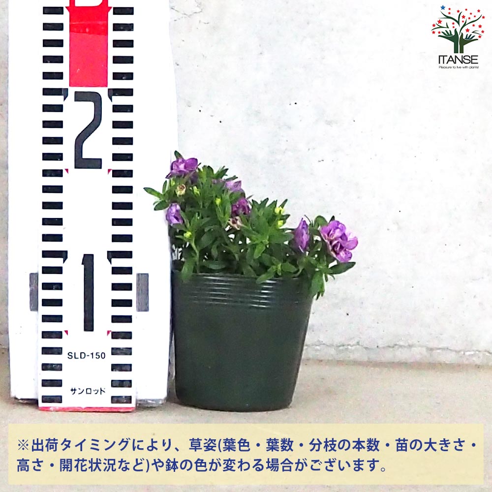 カリブラコア カノン【花苗 3.5号】｜ 【植物のITANSE】全品送料