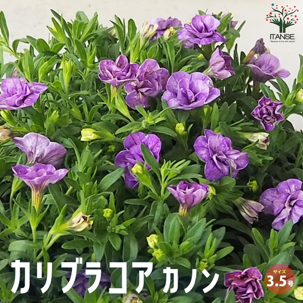 カリブラコア カノン【花苗 3.5号】