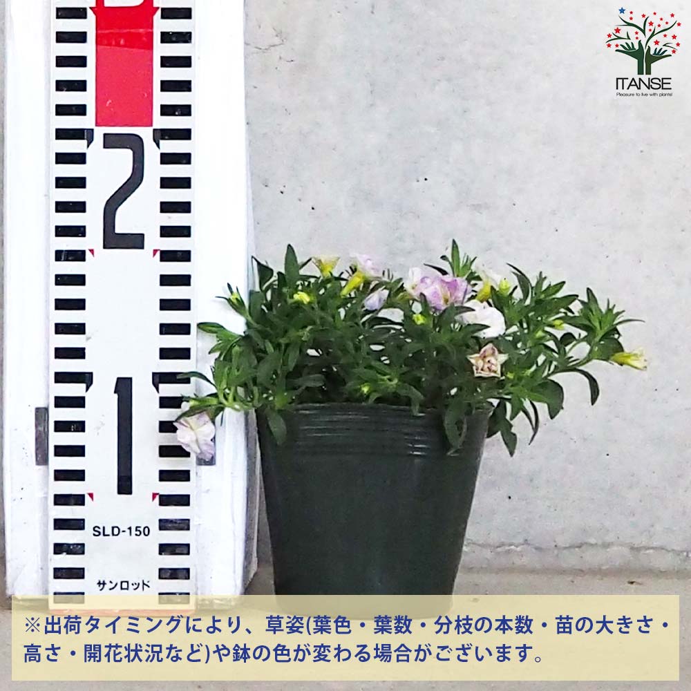 花 8cccf1cde0a98c9c14864c2ea16675