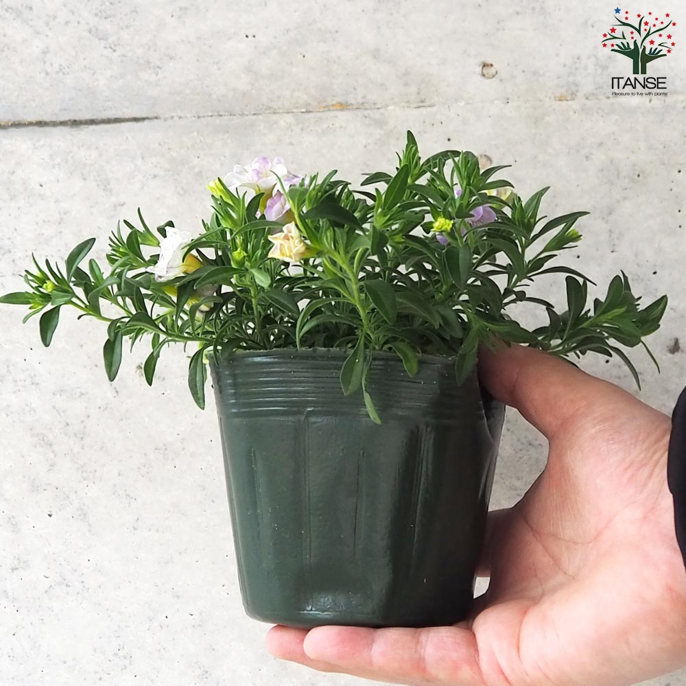 カリブラコア セブンティーン【花苗 3.5号】｜ 【植物のITANSE