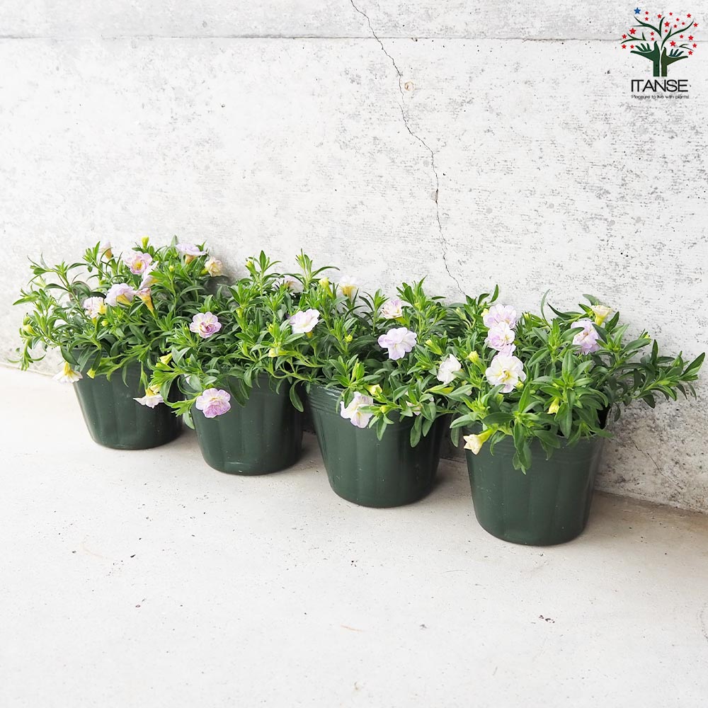 u*a様 人気♡パルプンテ♡極キレイパープル 2苗♡寄せ植え♡カゴ付き