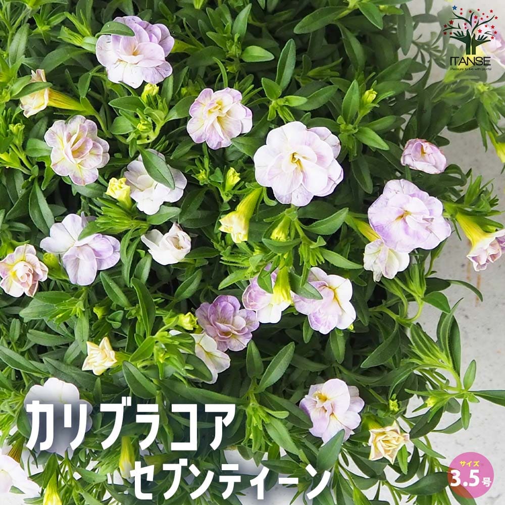 カリブラコア セブンティーン【花苗 3.5号】