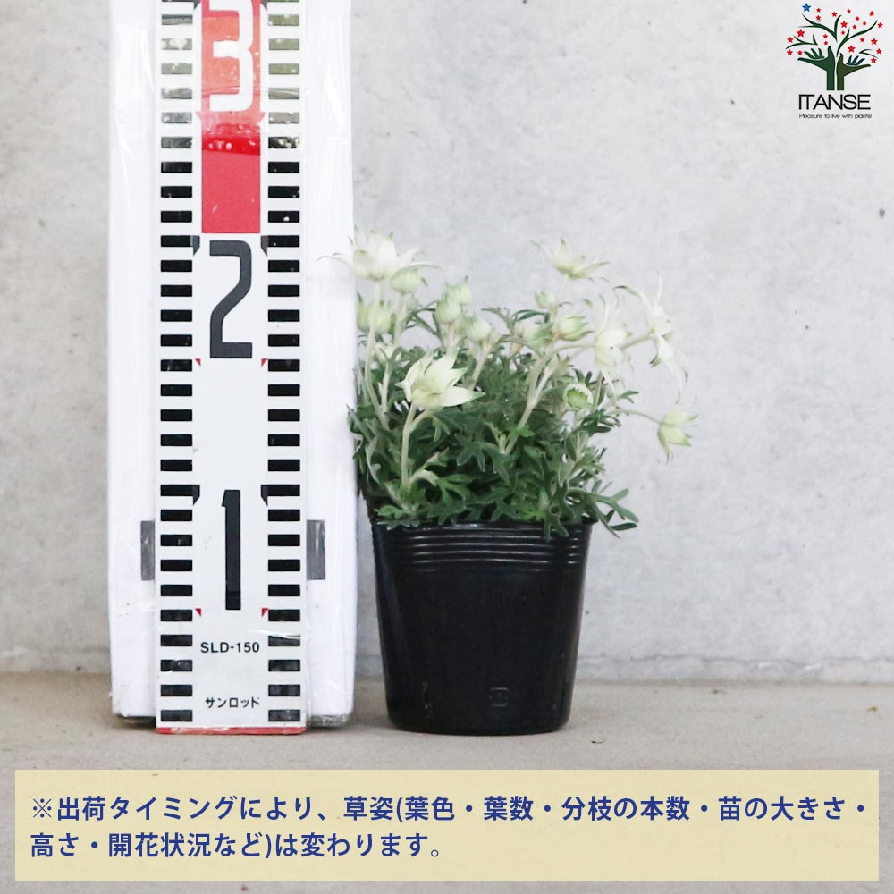 フランネルフラワー リトルエンジェル【花苗 3.5号ポット】｜ 【植物の