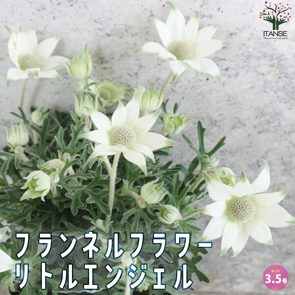 フランネルフラワー リトルエンジェル【花苗 3.5号ポット】｜ 【植物の