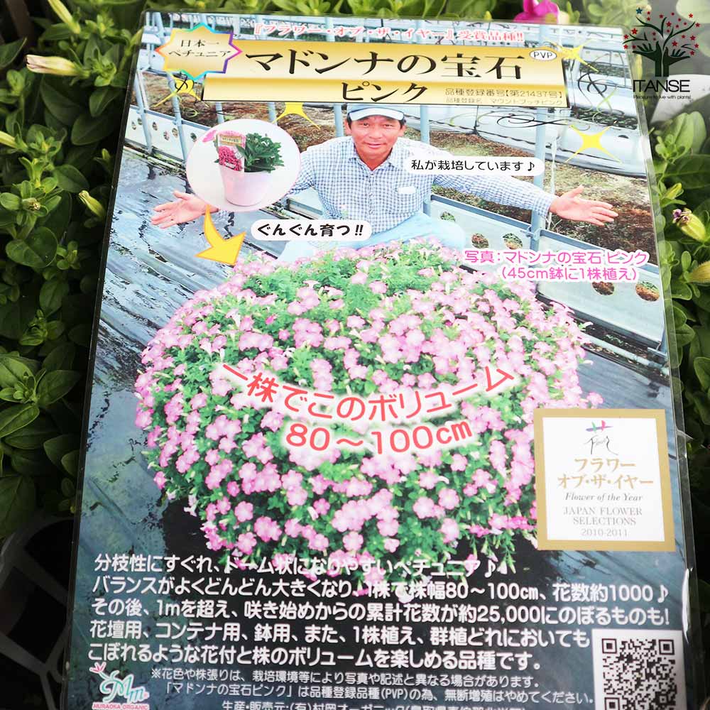 ペチュニア マドンナの宝石 ピンク【花苗 3.5号】｜ 【植物の