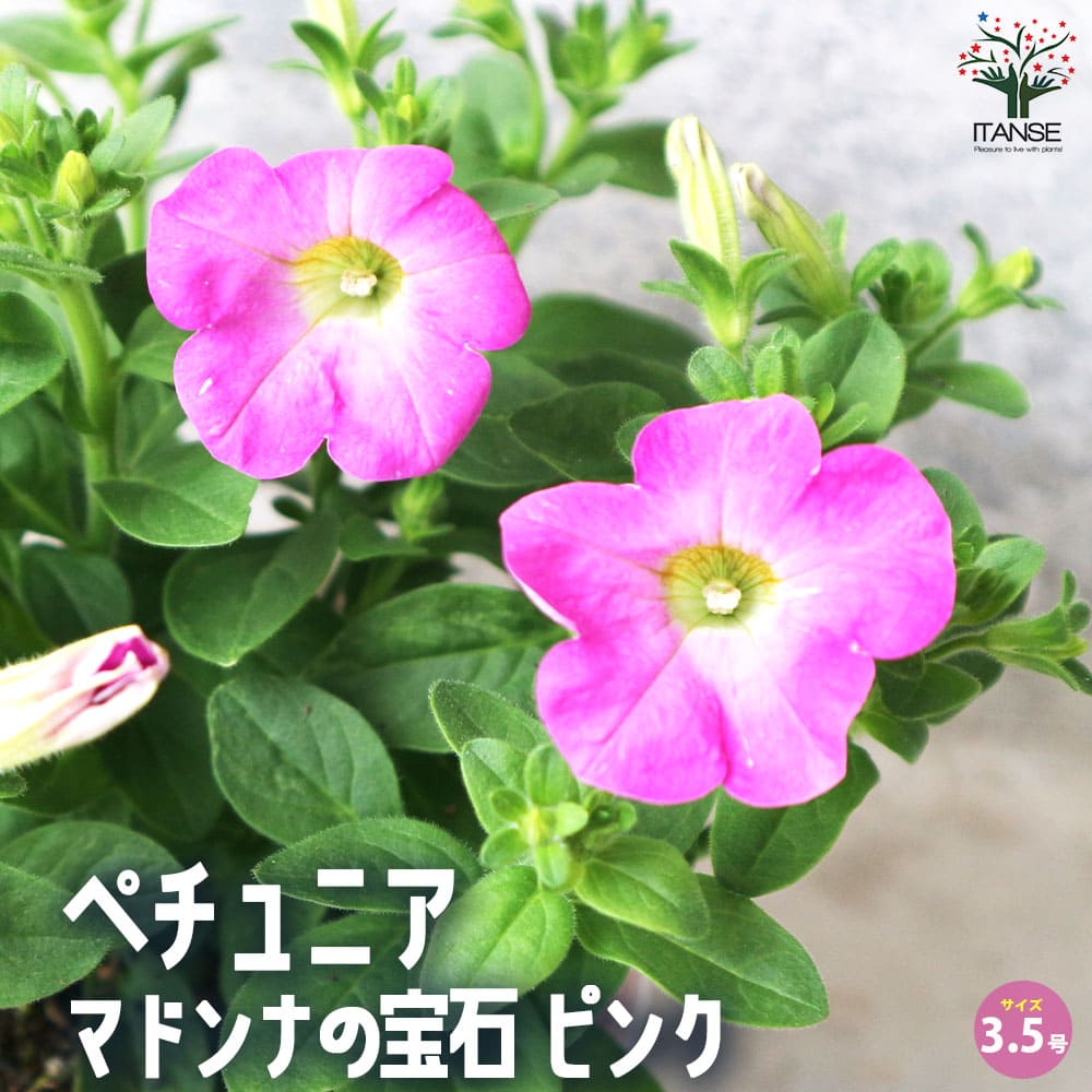 ペチュニア マドンナの宝石 ピンク【花苗 3.5号】