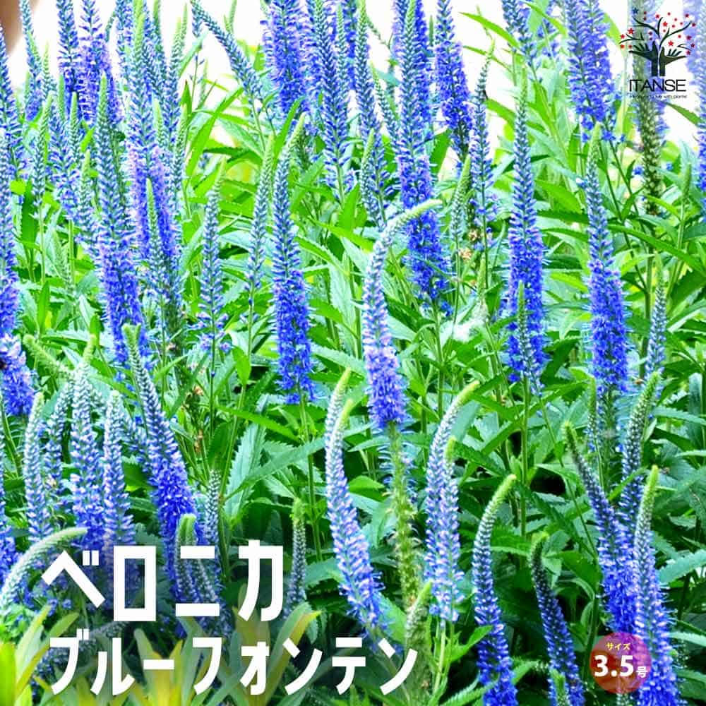 ベロニカ ブルーフォンテン【花苗 3.5号ポット】