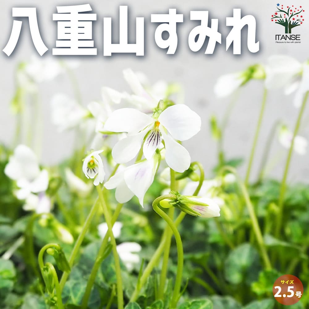 MIYABI様ご依頼品　すみれ図鑑寄せ植え　他6苗　現品　匿名発送　タグ付き アイクルールの寄せ植えが完成♪＊素敵便＊遂にすみれ図鑑が