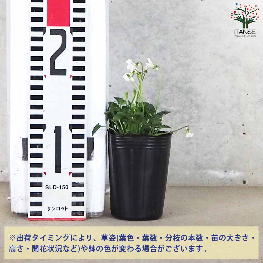 八重山すみれ【花苗 2.5号ポット】｜ 【植物のITANSE】全品送料