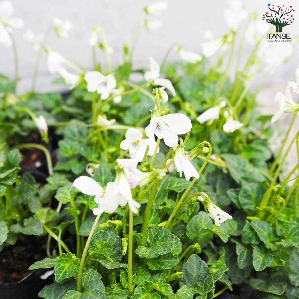 八重山すみれ【花苗 2.5号ポット】｜ 【植物のITANSE】全品送料