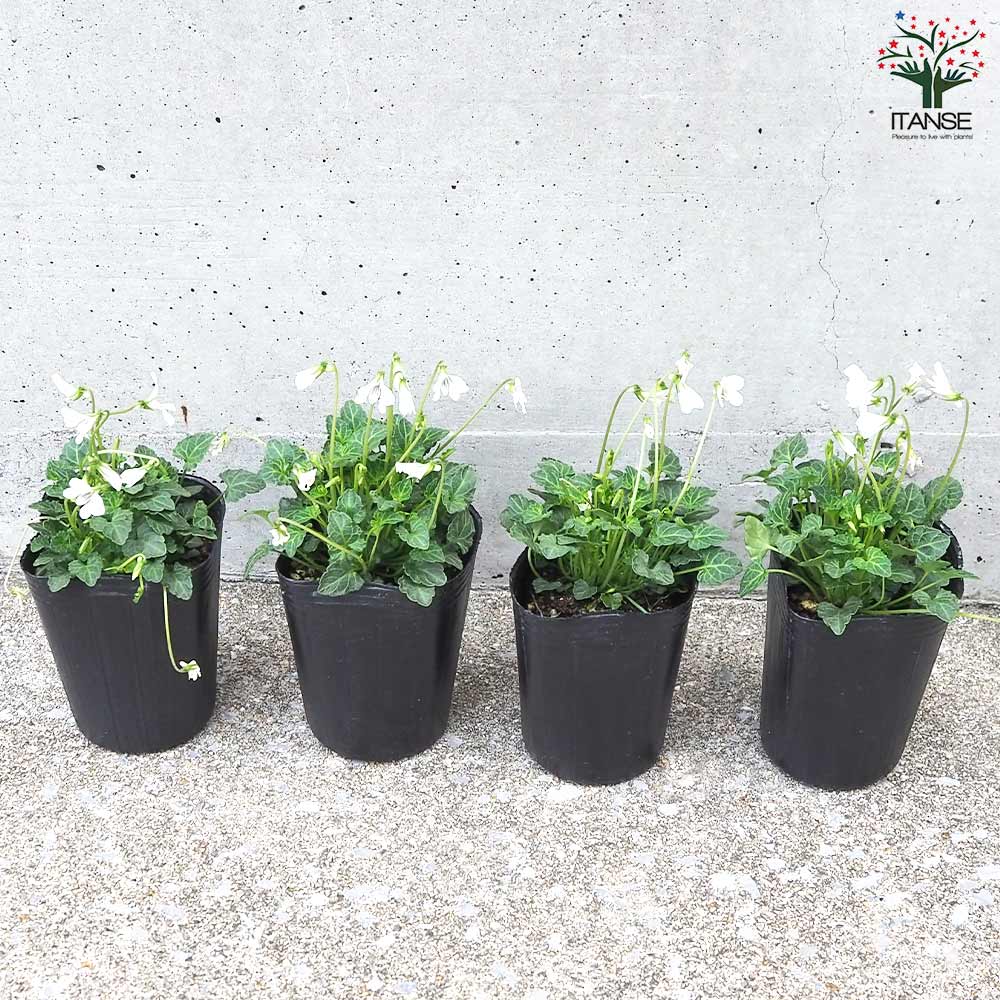 八重山すみれ【花苗 2.5号ポット】｜ 【植物のITANSE】全品送料