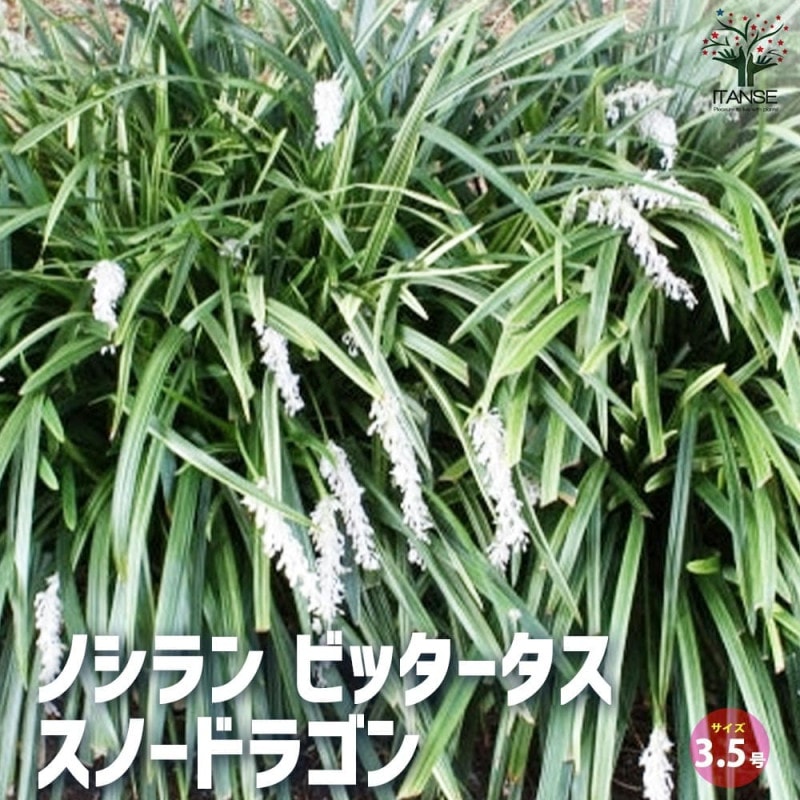 山うどの大きな根株 パック詰め 1個売り 数量限定品”そのまま分割せず