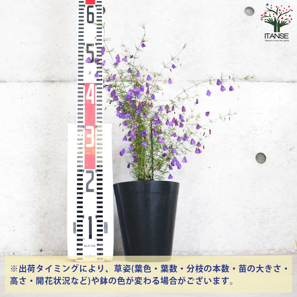 プラティセカ ブルーコメット【花苗 5号鉢】｜ 【植物のITANSE