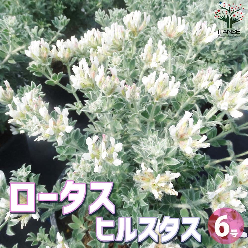 ロータス ヒルスタス【花苗 6号ポット大苗】