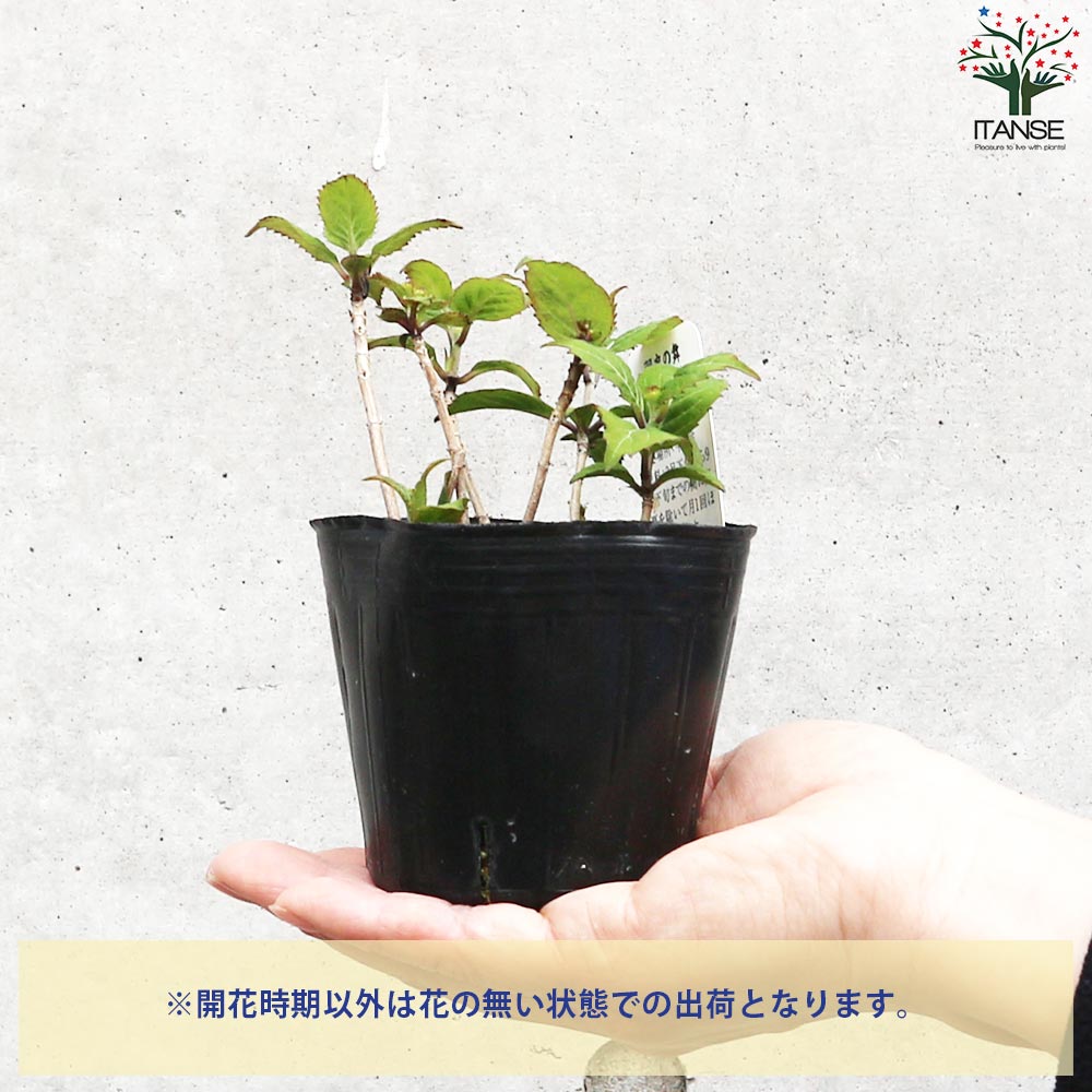 山アジサイの苗 品種:羽衣の舞(ハゴロモノマイ)【花苗 3号 山アジサイの苗 品種:羽衣の舞(ハゴロモノマイ)【花苗 3号