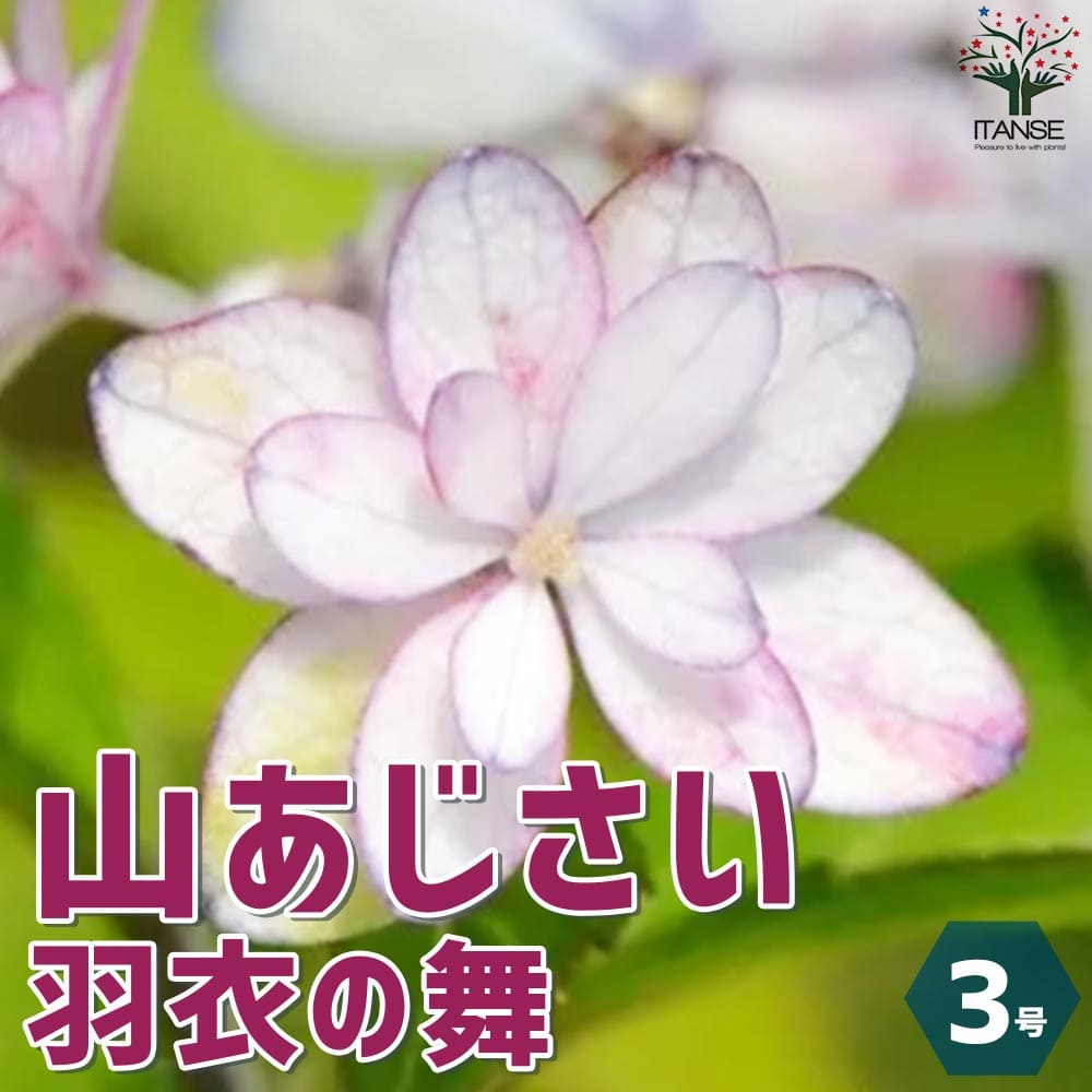山アジサイの苗 品種：羽衣の舞(ハゴロモノマイ)【花苗 3号ポット