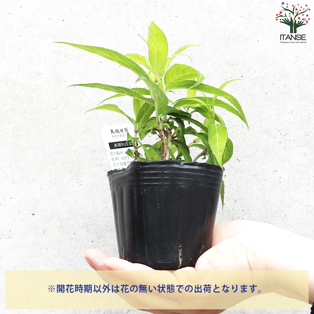 山アジサイの苗 品種：天城甘茶(アマギアマチャ)【花苗 3号ポット