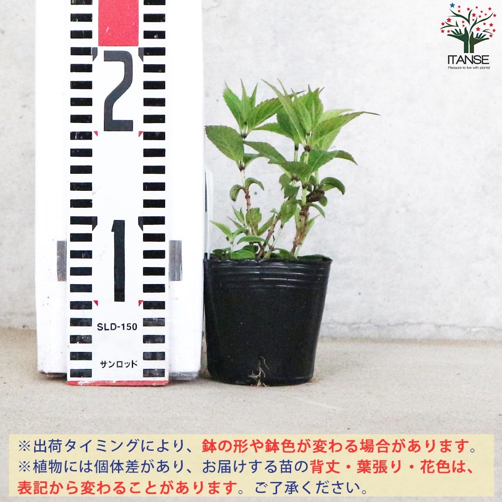 山アジサイの苗 品種:美栄の華(ビエイノハナ)【花苗 3号ポット