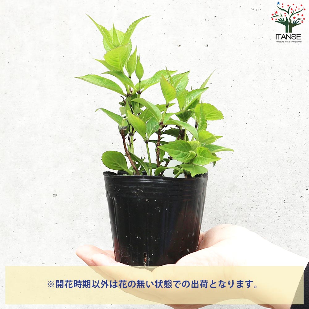 山アジサイの苗 品種:美栄の華(ビエイノハナ)【花苗 3号ポット