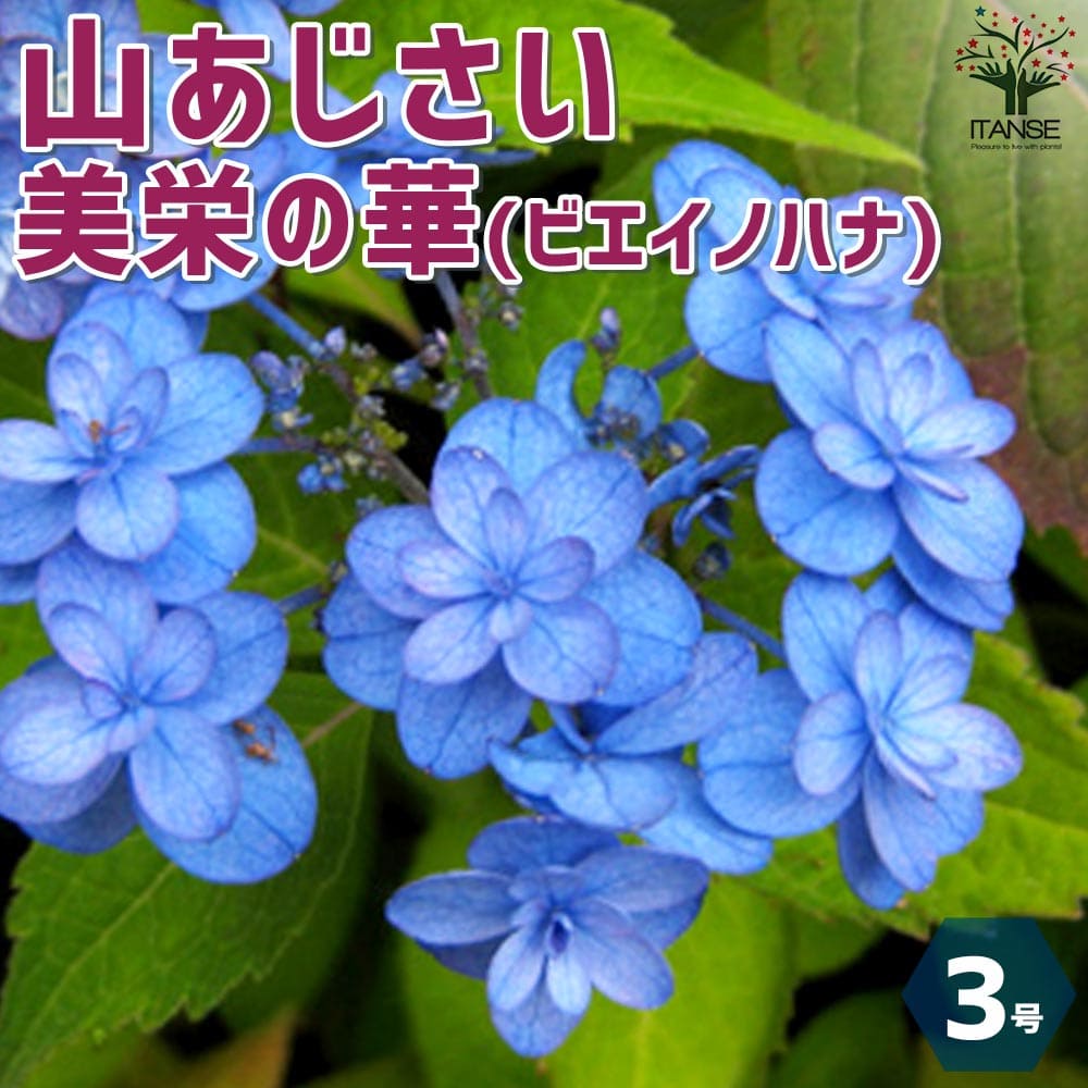 アジサイ苗 楽天市場】【現品】山アジサイ苗 瀬戸の月(セトノツキ) 特大株 7号鉢