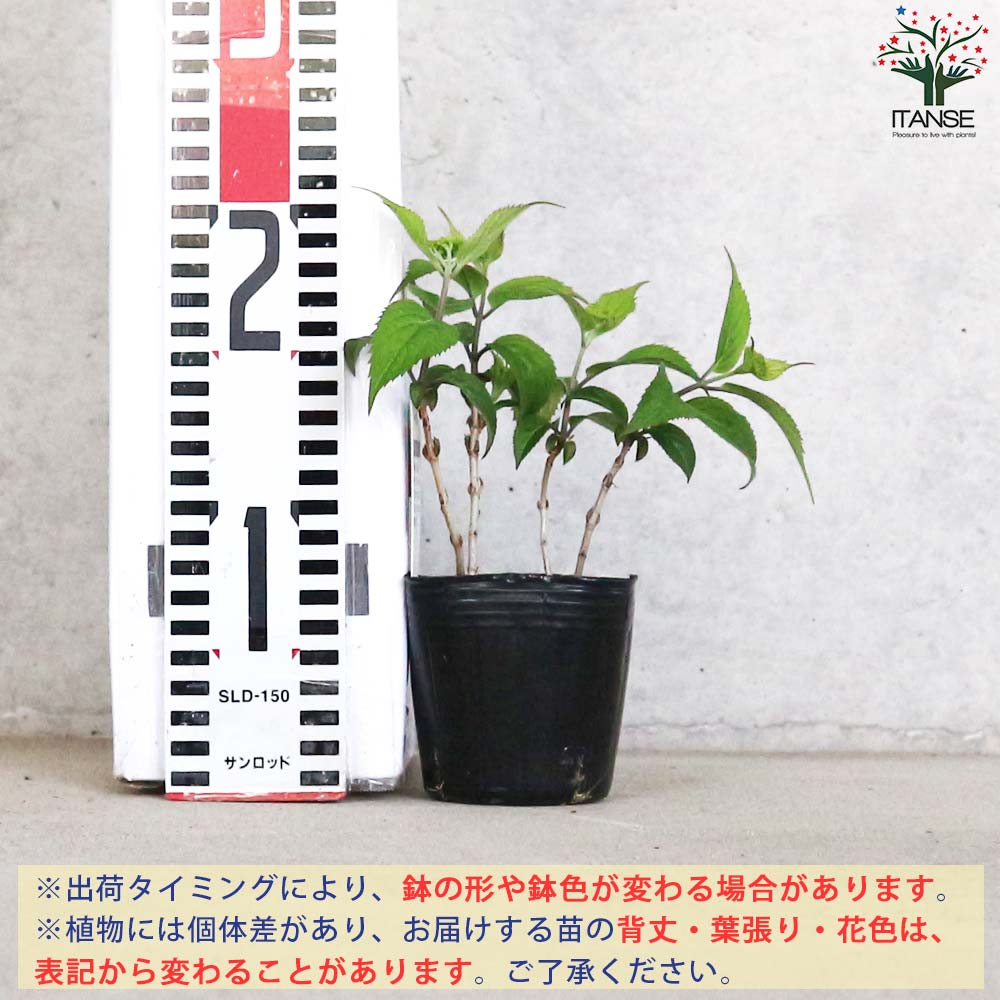 山アジサイの苗 品種:くれない(紅)【花苗 3号ポット】｜ 【植物の