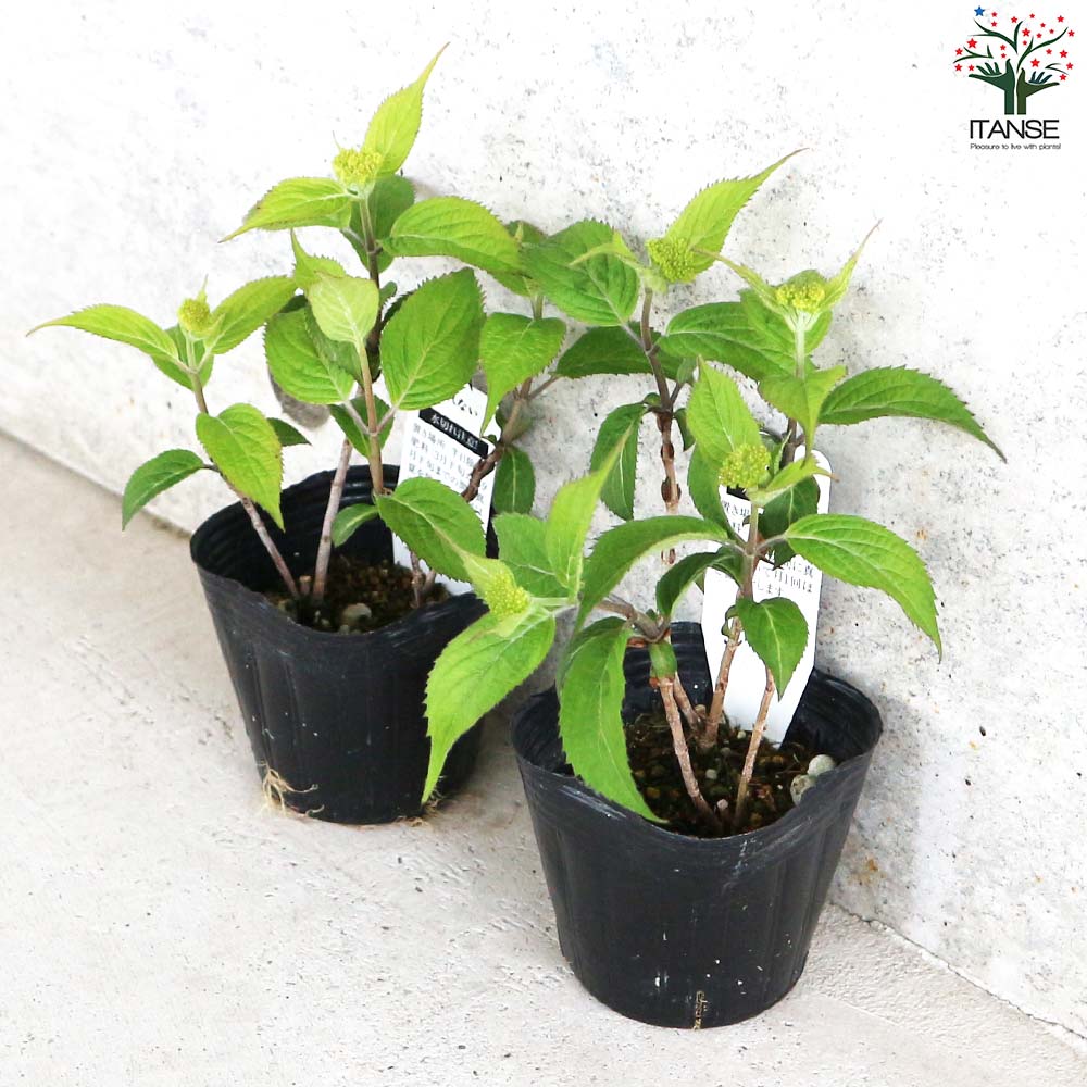 山アジサイの苗 品種:くれない(紅)【花苗 3号ポット】｜ 【植物の