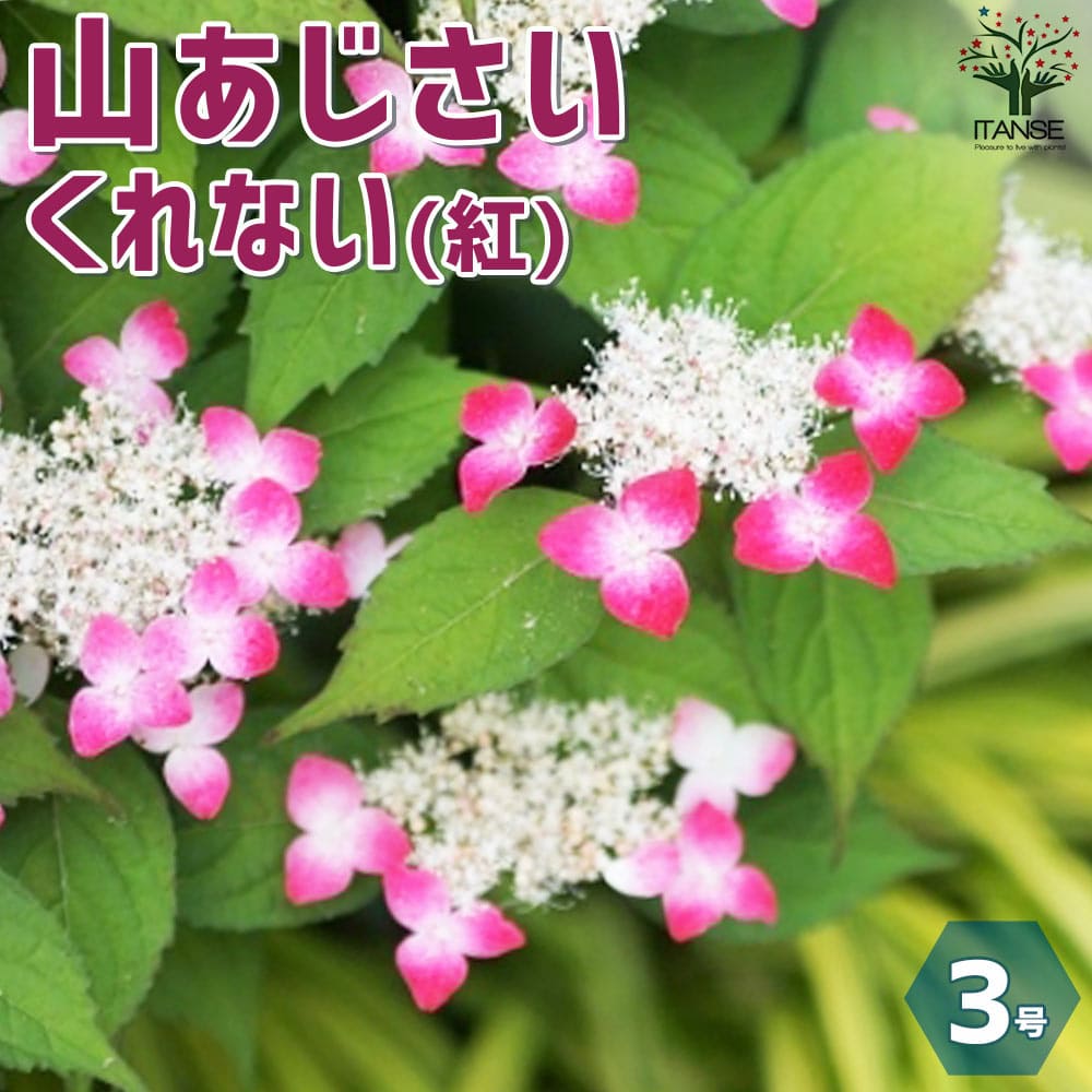 山アジサイの苗 品種:くれない(紅)【花苗 3号ポット】｜ 【植物の