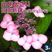 山アジサイの苗 品種：日高新錦(ヒダカシンニシキ)【花苗 3号ポット】|花苗