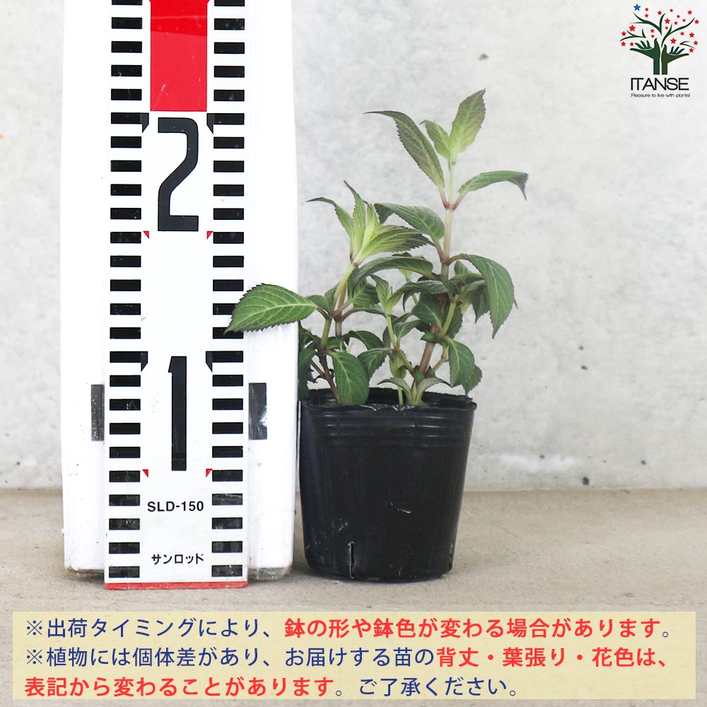 山アジサイの苗 品種：日高新錦(ヒダカシンニシキ)【花苗 3号ポット