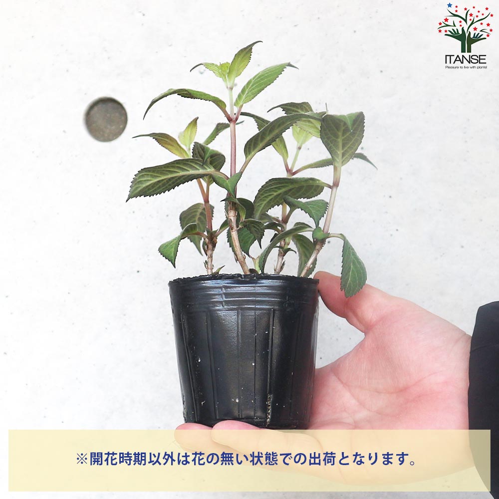 山アジサイの苗 品種：日高新錦(ヒダカシンニシキ)【花苗 3号ポット