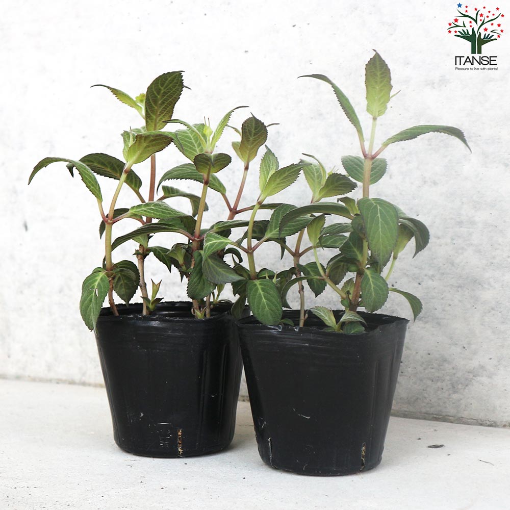 新入荷　超希少品種　 知緋錦　(古株群生) 法師錦　観葉植物　35cm超大品 197:Graptoveria 'Chocolate Nishiki'(グラプトベリア チョコレート錦