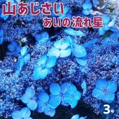 山アジサイの苗 品種：あいの流れ星(アイノナガレボシ)【花苗 3号ポット】|花苗