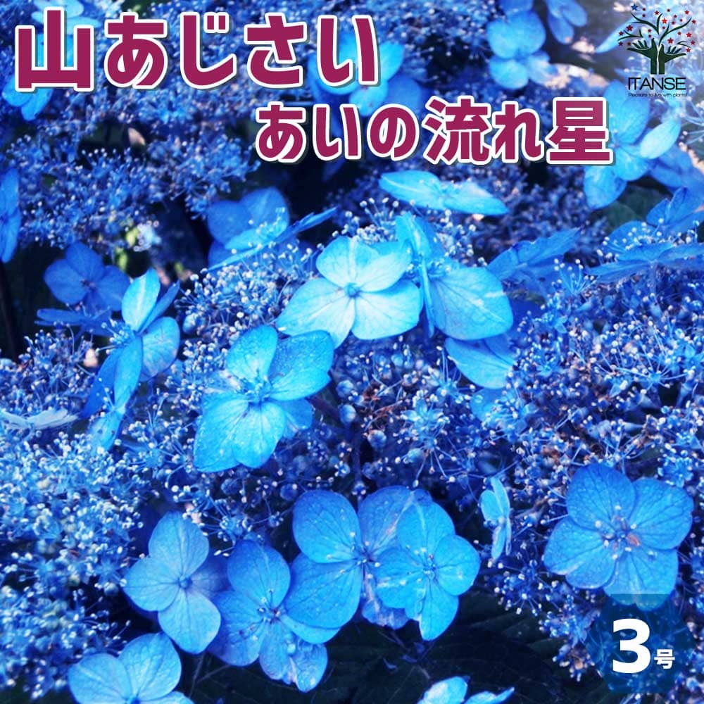 山アジサイの苗 品種：あいの流れ星(アイノナガレボシ)【花苗 3号