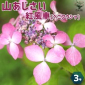 山アジサイの苗 品種：紅風車(ベニフウシャ)【花苗 3号ポット】|花苗
