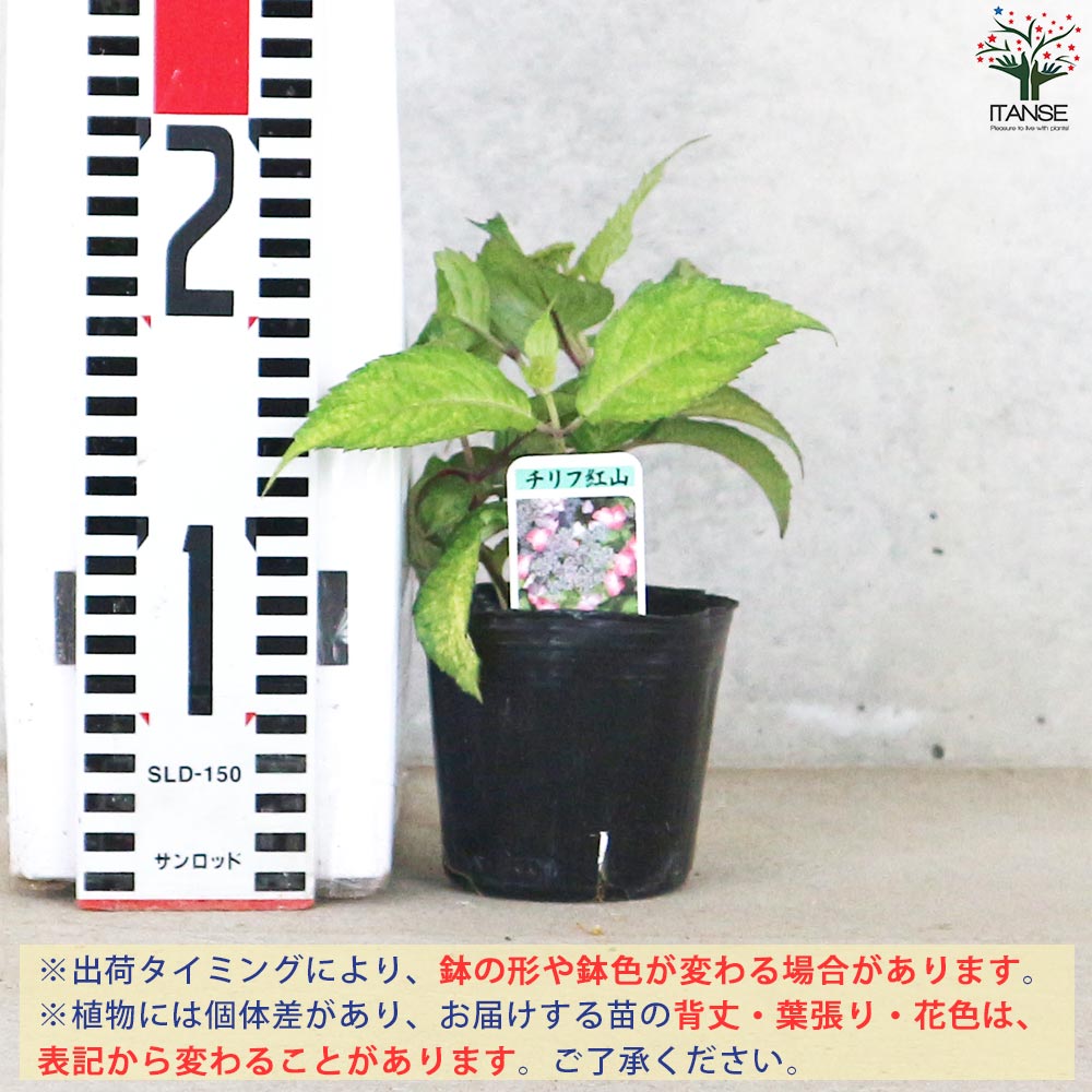 山アジサイの苗 品種：散斑紅山(チリフベニヤマ)【花苗 3号ポット
