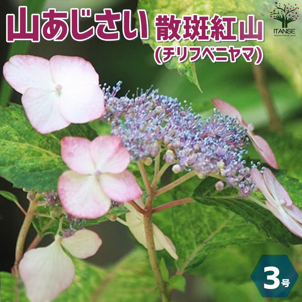 山アジサイの苗 品種：散斑紅山(チリフベニヤマ)【花苗 3号ポット