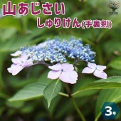 山アジサイの苗 品種：しゅりけん(手裏剣)【花苗 3号ポット】|花苗