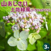 山アジサイの苗 品種：緑風(リョクフウ)【花苗 3号ポット】|花苗