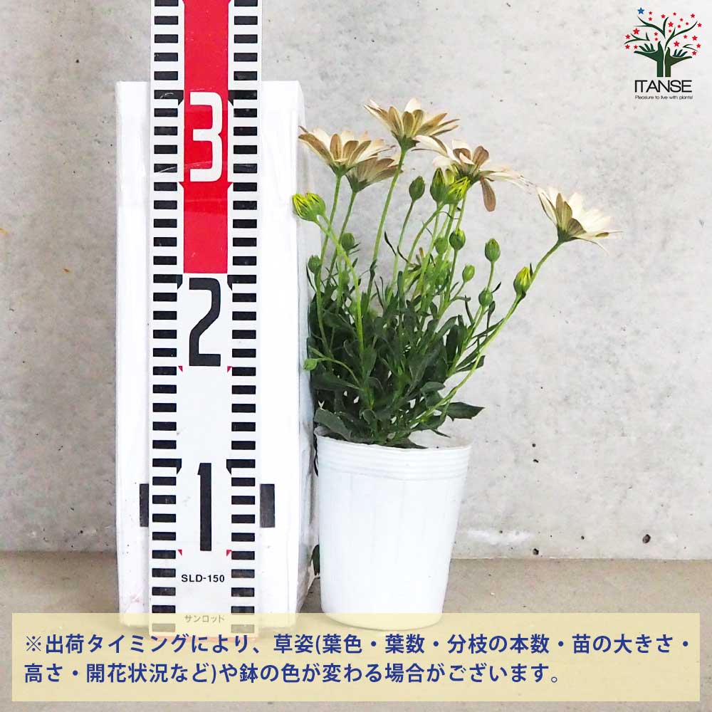 オステオスペルマム パティエ ライムクリーム【花苗 3号ロングポット