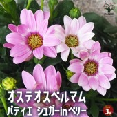 オステオスペルマム パティエ シュガーinベリー【花苗 3号ロングポット】|花苗