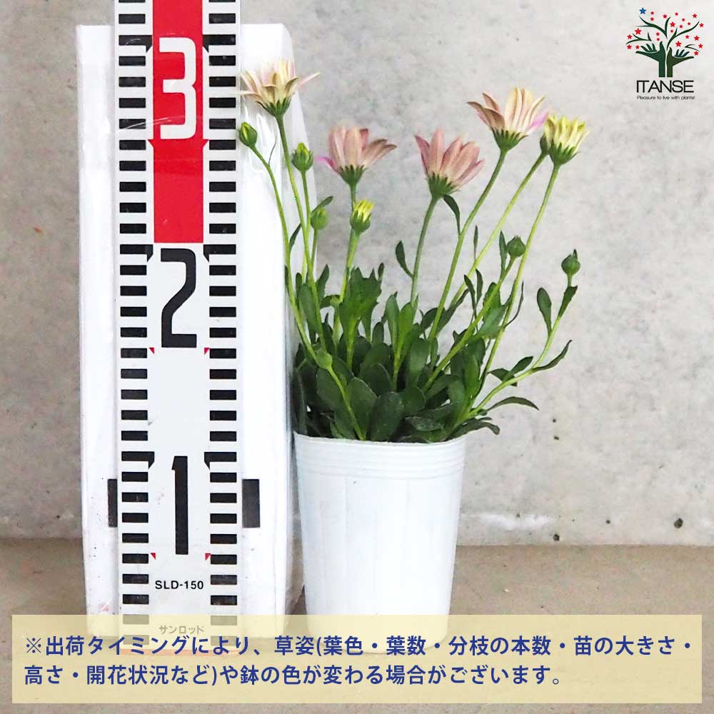 なな様　確認用　オステオスペルマム　パティエ新色 オステオスペルマム パティエ ピーチタルト【花苗 3号ロングポット