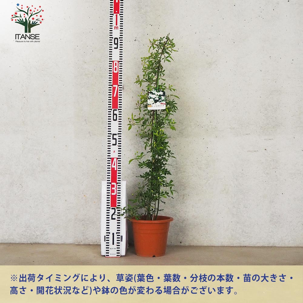 モッコウバラ 八重咲き 白花の苗【花苗 6号鉢】| 【植物の モッコウバラ 八重咲き 白花の苗【花苗 6号鉢】| 【植物の